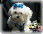 s%26lpuppies014010.gif