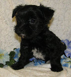 s%26lpuppies014011.jpg