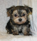 s%26lpuppies014012.jpg