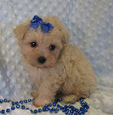 s%26lpuppies014013.jpg