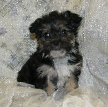 s%26lpuppies014015.jpg