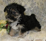 s%26lpuppies014016.jpg