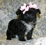 s%26lpuppies014017.jpg