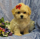 s%26lpuppies014018.jpg