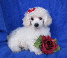 s%26lpuppies014020.jpg