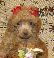 s%26lpuppies014021.jpg