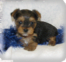 s%26lpuppies014024.gif