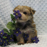 s%26lpuppies014025.jpg