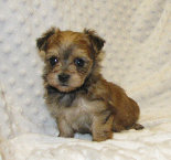 s%26lpuppies014026.jpg