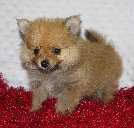 s%26lpuppies014027.jpg