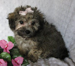 s%26lpuppies014030.jpg