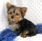 s%26lpuppies014031.jpg