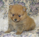 s%26lpuppies014032.jpg