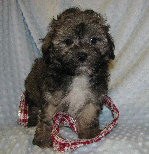 s%26lpuppies014033.jpg