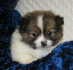 s%26lpuppies014034.jpg