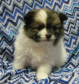 s%26lpuppies014035.jpg