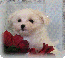 s%26lpuppies014036.gif