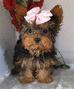 s%26lpuppies014037.jpg