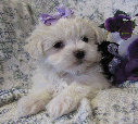 s%26lpuppies014038.jpg