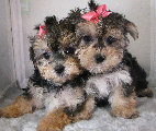 s%26lpuppies014039.jpg