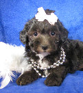 s%26lpuppies014041.jpg