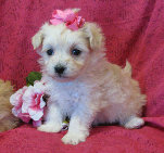 s%26lpuppies014042.jpg