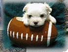 s%26lpuppies014043.gif