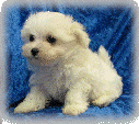 s%26lpuppies014044.gif