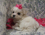 s%26lpuppies014045.jpg