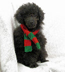 s%26lpuppies014046.jpg