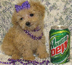 s%26lpuppies014047.jpg