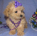 s%26lpuppies014048.jpg