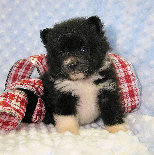 s%26lpuppies014049.jpg