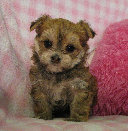 s%26lpuppies014051.jpg