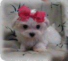 s%26lpuppies014052.gif