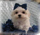 s%26lpuppies014053.gif