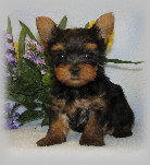 s%26lpuppies014054.jpg