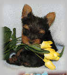 s%26lpuppies014055.jpg