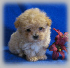 s%26lpuppies014057.jpg