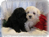 s%26lpuppies014058.gif