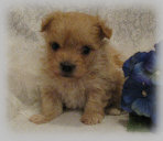 s%26lpuppies014061.jpg