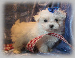 s%26lpuppies014063.jpg