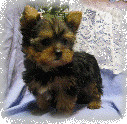 s%26lpuppies014066.gif