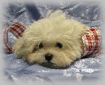 s%26lpuppies014069.jpg