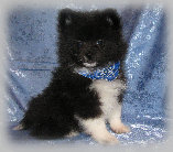 s%26lpuppies014071.jpg