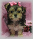 s%26lpuppies014075.jpg