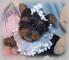 s%26lpuppies014081.jpg