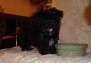 s%26lpuppies015039.jpg