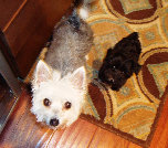 s%26lpuppies015040.jpg