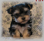 s%26lpuppies015044.jpg